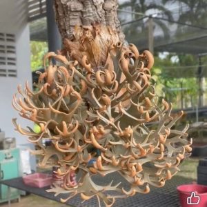 BYD侏儒特選 Blue queen × Yellow moon × Dwarf Nook sporeling Dwarf selection【典藏特選】