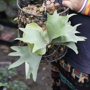 Bifurcatum Dwarf x Amornrat sporeling 侏儒二岔 x 愛夢【混播苗】