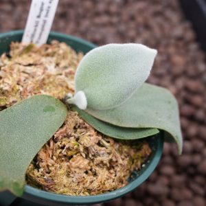 Bogor White x FSQ sporeling【混播苗】