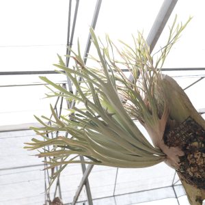 Auburn River RBC 001 sporeling【孢子苗】