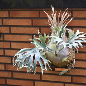 P. Dune 沙丘 (High Finger × Dwarf Tatsuta)【側芽】