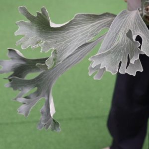 P. Ocean Wave sporeling 海波浪孢子苗