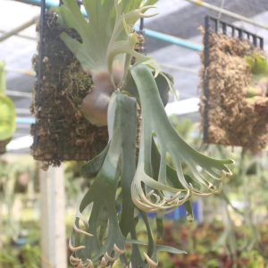 P. Willinckii "Forever" 小型爪哇【側芽】