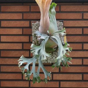 Smiling moon x Ocean Wave sporeling 微笑月 x 海波浪【混播苗】