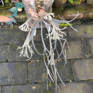 P. Willinckii 'Kinnaree' sporeling