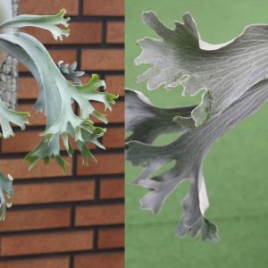 P. Ocean Wave x P. Smiling Moon sporeling