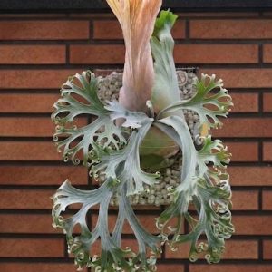 P. Ocean Wave x P. Smiling Moon sporeling