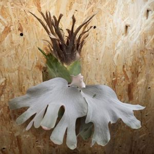 P. Bomb Shot x P. Woot#9 White sporeling