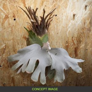 White Bomb Series sporeling