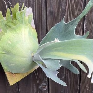 P. Veitchii Variegated