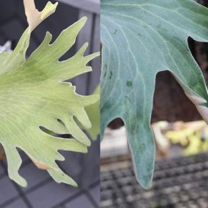 P. X-Ray x P. Green Moon sporeling