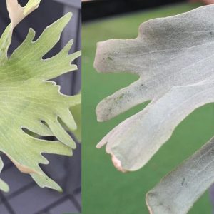 P. X-Ray x P. Woot#9 White sporeling