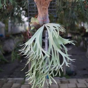 P. Willinckii 'Sailor Venus'