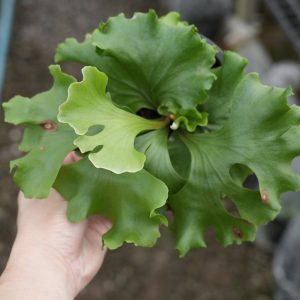 P. Ridleyi Wide Dwarf
