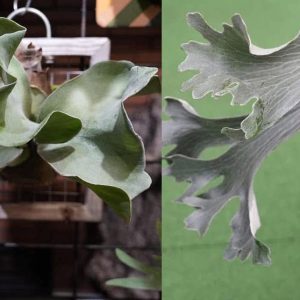 P. FSQ Super Mutant × P. Ocean Wave sporeling