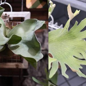 P. FSQ Super Mutant x P. X-Ray sporeling