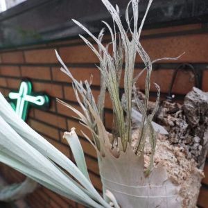P. Veitchii Wild#4