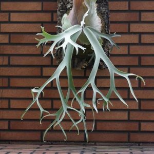P. Willinckii 'Aries'