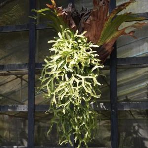 P. Coronarium 'Dragon Tree'