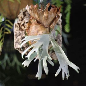 P. Willinckii 'Iris'