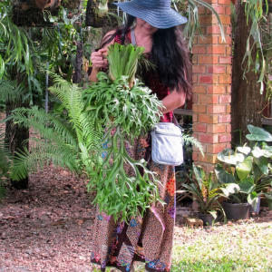 P. Coronarium Philippines Dwarf