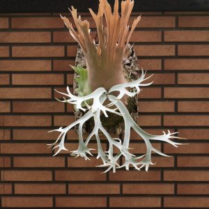 P. Willinckii 'Libra' sporeling