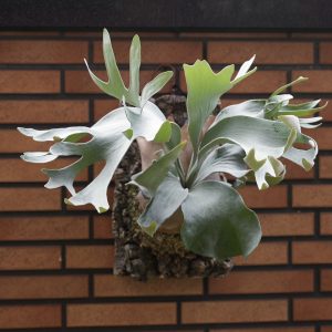 P. Crystal Bubble
