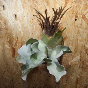 P. FSQ Super Mutant x P. Bomb Shot sporeling