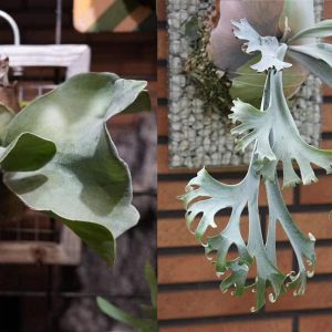 P. FSQ Super Mutant x P. Smiling Moon sporeling