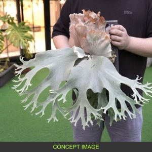 P. X-Ray x P. Woot#9 White sporeling