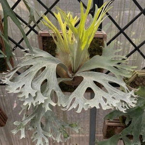 Lion Ginka Series sporeling