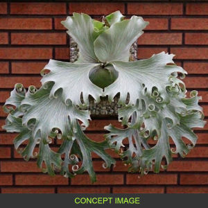 Green Smile Series sporeling
