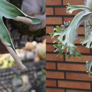 P. Green Moon x P. Smiling Moon sporeling